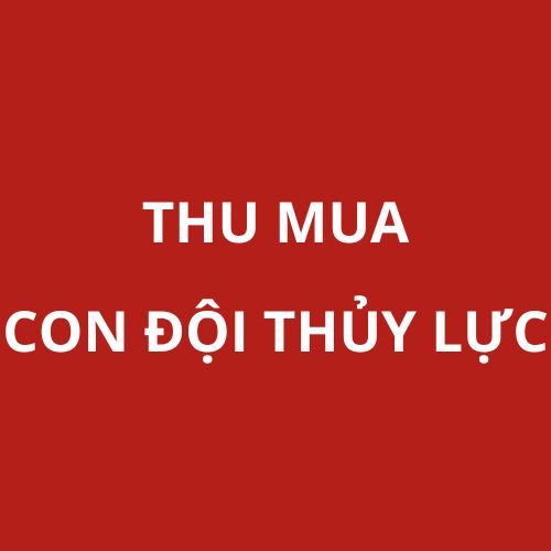 thu mua con đội thủy lực